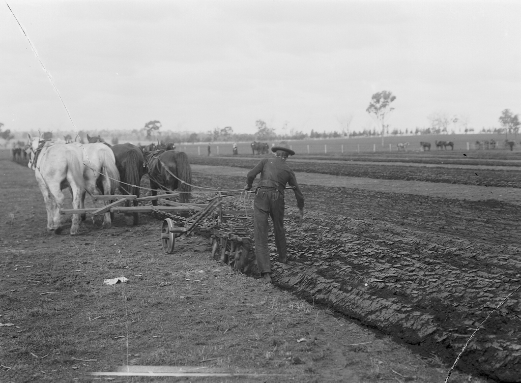 Pług historyczny do konia